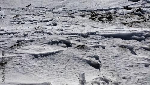 Landscape of snowy mountains with lakes around and plant sprouts, snowy trees and frost