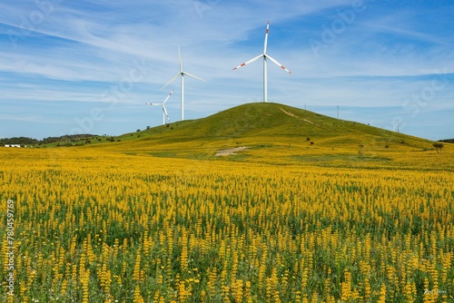 Field of yellow lupine with wind turbines in the background in Porto Covo, Portugal photo