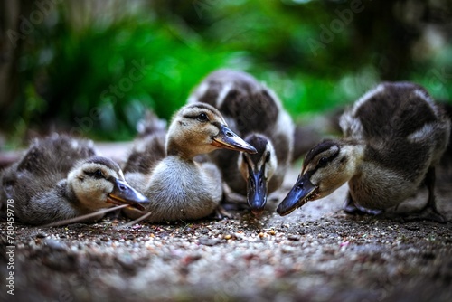 Selective focus shot of ducklings