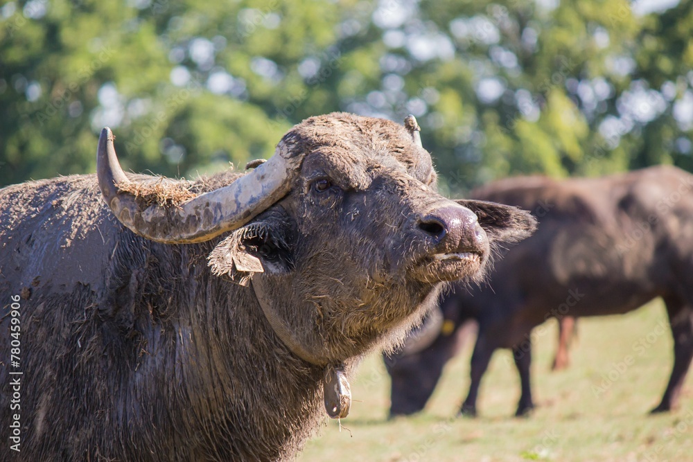 Beautiful closeup of an African buffalo Beautiful closeup of an African buffalo