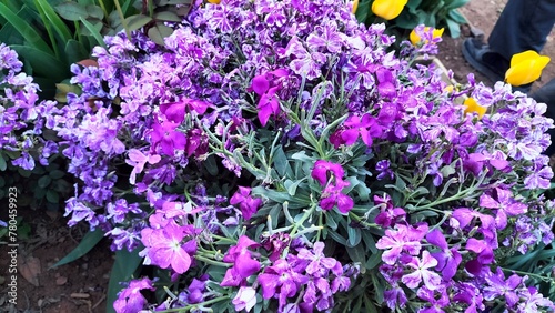 Lilac flowers in a beautiful garden