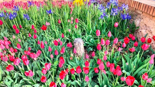 Red and yellow tulip flowers with green leaves