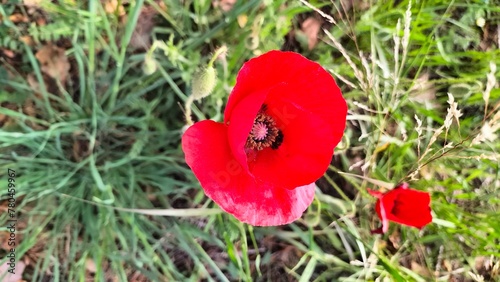 Red flower in the middle of green leaves