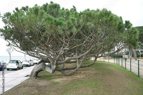 Tree with green leaves and leaning branches