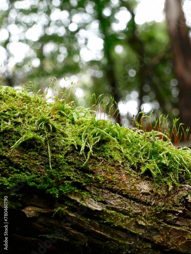 Vertical closeup of microorganisms growing in the tree trunk in Wellington Park, Tasmania. Australia photo