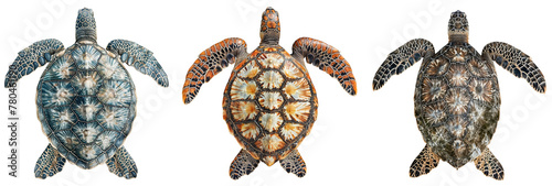 Back view of three sea turtles with different shell patterns isolated on a transparent background, animal collection