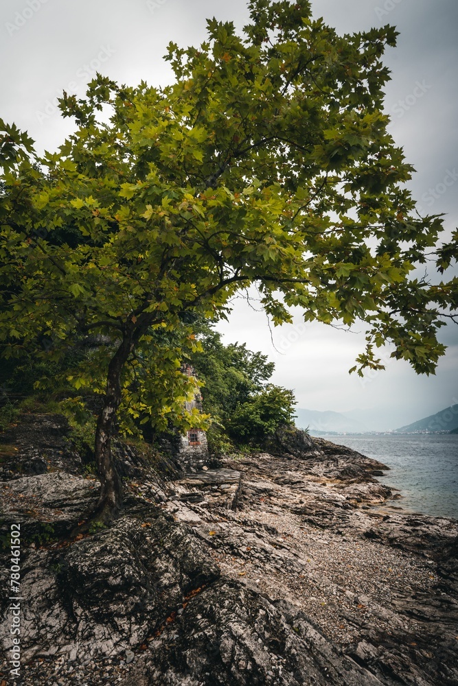 Tree near the lake shore on a gloomy day
