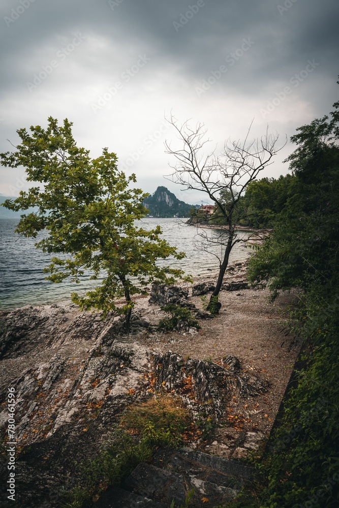 Tree near the lake shore on a gloomy day Tree near the lake shore on a gloomy day