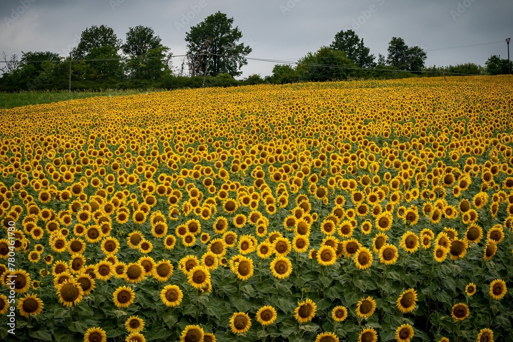 Obraz premium Beautiful scenic view of a blooming yellow sunflower field in Lombardy, Italy