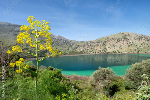 Lake Kournas (Lac Kourna) on Crete island with yellow flower on foreground, Greece
