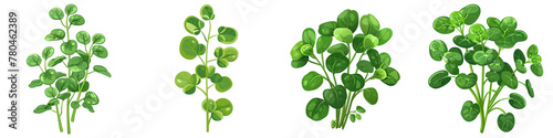 Watercress  2d Icon In Water Colour Hyperrealistic Highly Detailed Isolated On Transparent Background Png