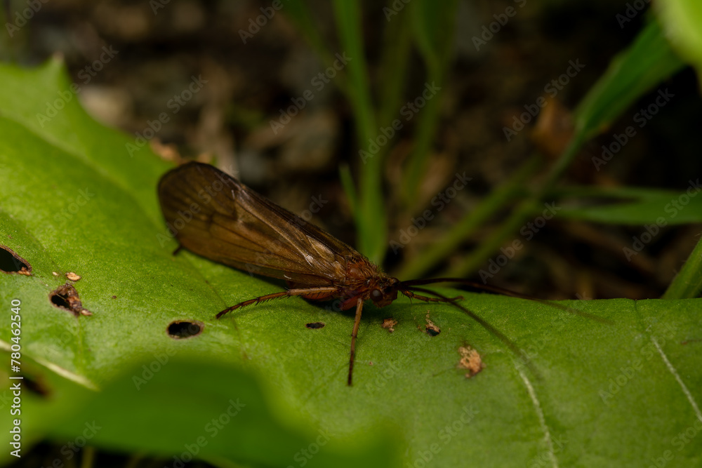 Closeup of a Caddisfly on a green leaf in a forest Closeup of a Caddisfly on a green leaf in a forest