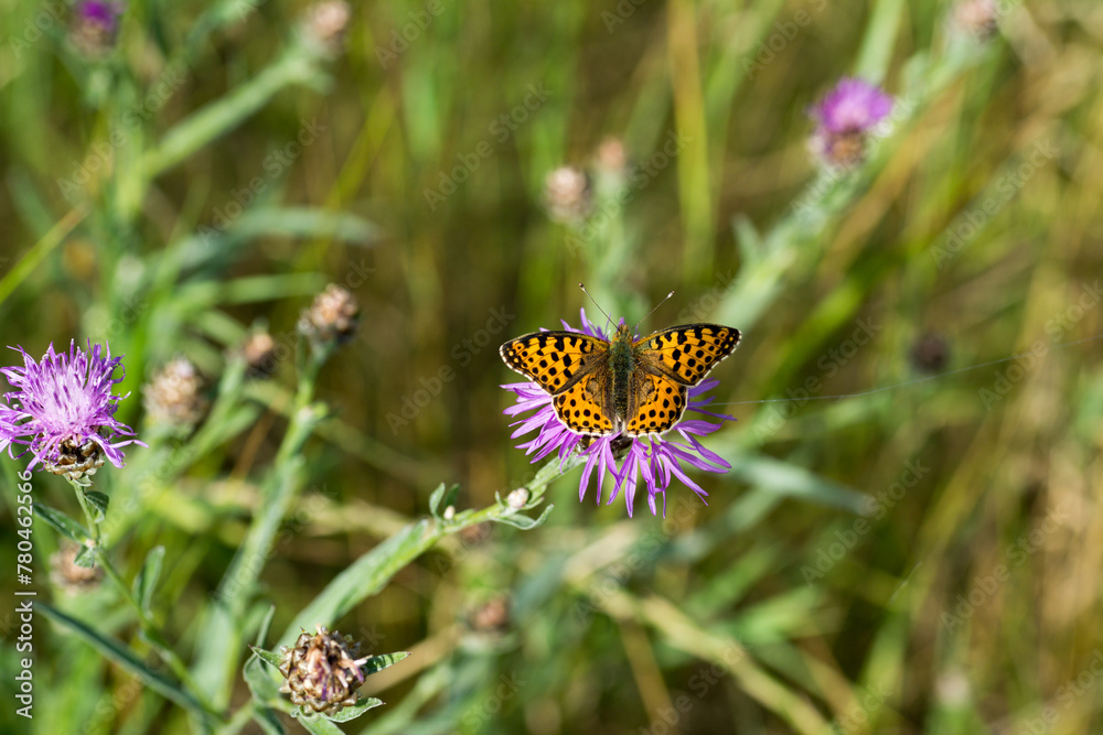 Closeup of a Silver-washed fritillary butterfly on a purple flower Closeup of a Silver-washed fritillary butterfly on a purple flower