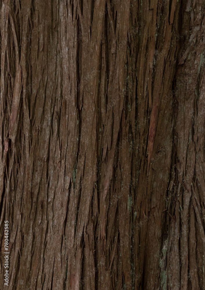 Closeup shot of tree trunk background Closeup shot of tree trunk background