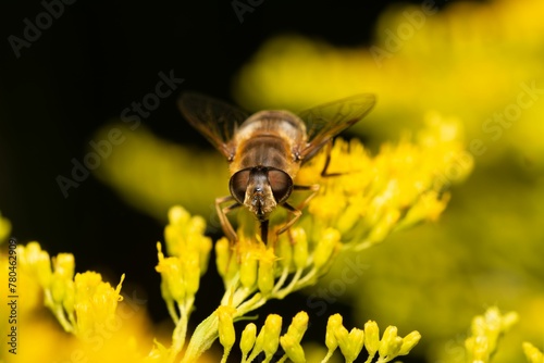 Closeup of a Drone fly on a yellow flower with black background