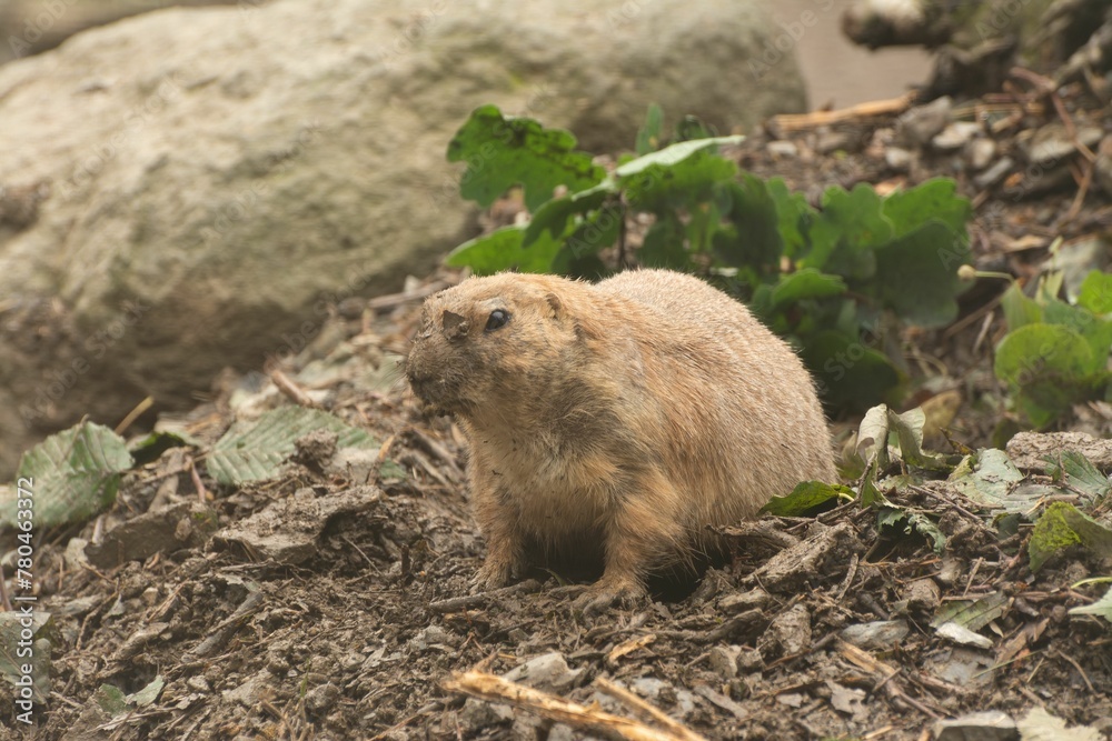 Black-tailed prairie dog (Cynomys ludovicianus) in a park Black-tailed prairie dog (Cynomys ludovicianus) in a park