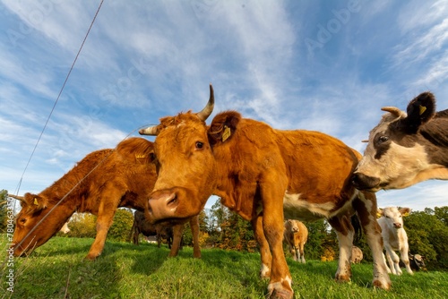 Low-angle shot of a herd of cows looking at the camera in the green field under the blue sky © Wirestock