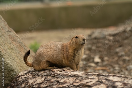 Black-tailed prairie dog (Cynomys ludovicianus) in a park photo