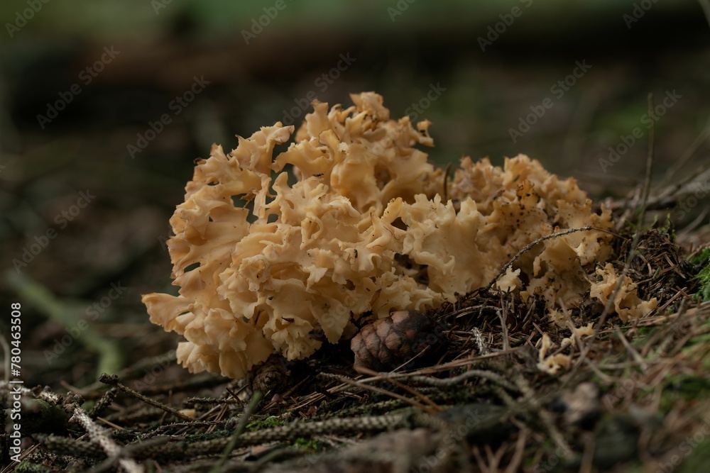 Macro shot of Cauliflower fungus (Sparassis crispa) growing in a forest on an isolated background Macro shot of Cauliflower fungus (Sparassis crispa) growing in a forest on an isolated background