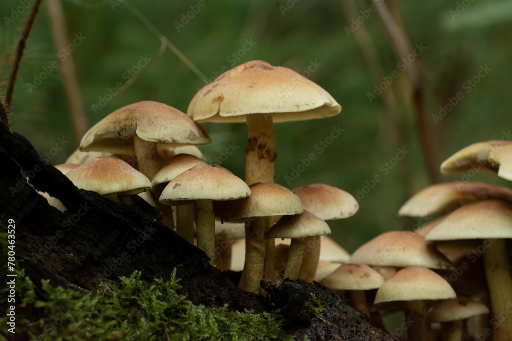 Closeup shot of Sulphur tuft fungi with brownish caps growing in a forest Closeup shot of Sulphur tuft fungi with brownish caps growing in a forest