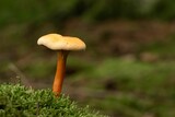 Closeup shot of a False chanterelle fungus in brown and white colors on an isolated background