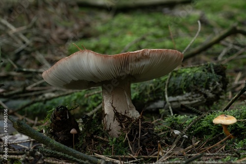 Macro shot of a Blusher fungus with a large cap growing in a green forest