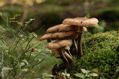 Closeup of Armillaria mellea, commonly known as honey fungus