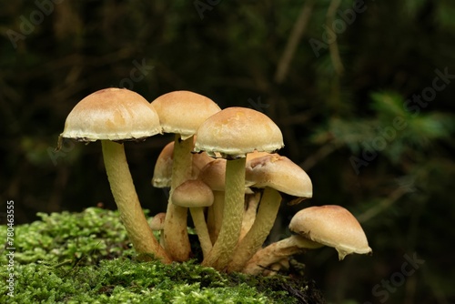 Macro shot of Sulphur tuft fungi and green moss around on an isolated background