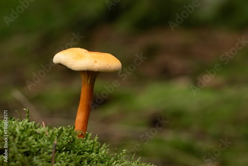 Closeup shot of a False chanterelle fungus in brown and white colors on an isolated background