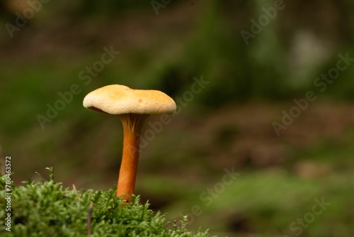 Macro shot of a  false chanterelle (Hygrophoropsis aurantiaca) photo