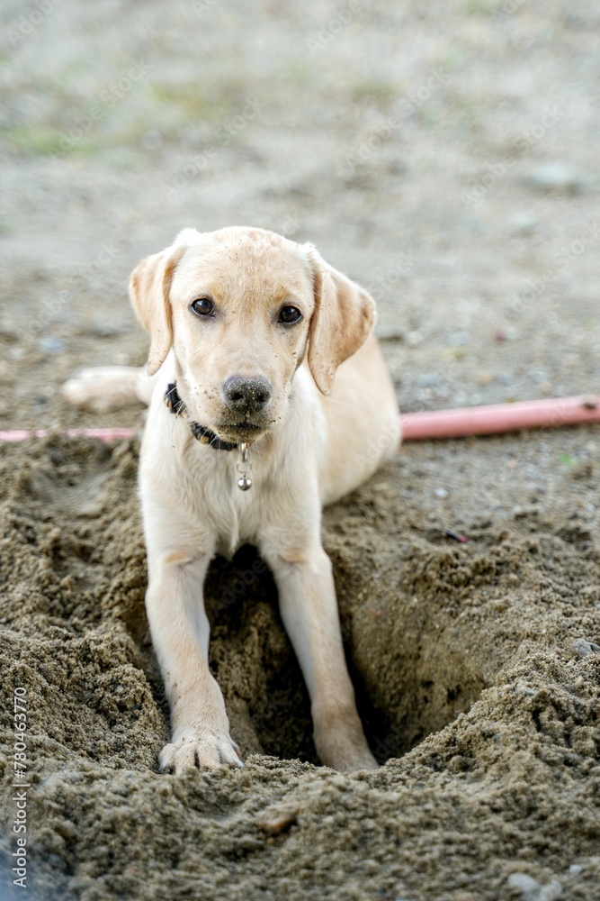 Vertical shot of a cute Labrador puppy digging a hole in the ground and looking at the camera Vertical shot of a cute Labrador puppy digging a hole in the ground and looking at the camera