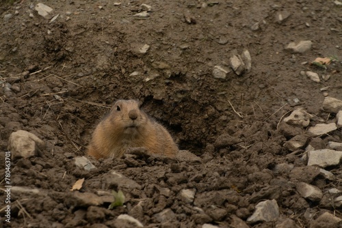 Wallpaper Mural Closeup of a black-tailed prairie dog (Cynomys ludovicianus) in a hole Torontodigital.ca