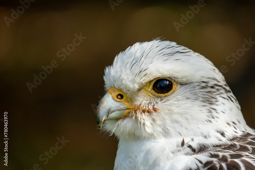 Side view portrait of a saker falcon on a sunny day with blur background