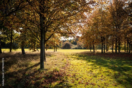 Beautiful shot of the autumnal trees in the park on a sunny day