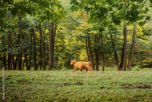 Brown bull running in green field