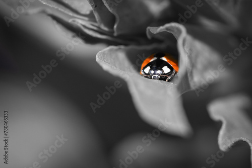 closeup macro portrait of a ladybug in red selective color and black and white