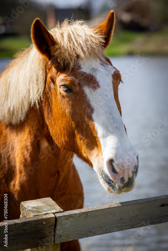 Przepiękne konie żyjące wolno w stadninie 