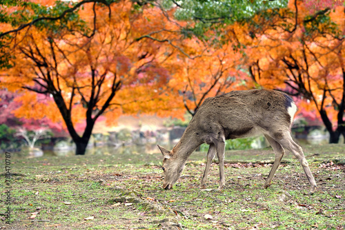 Nara deer of nara Park and leaves changing color in the autumn of Nara Prefecture, Japan.