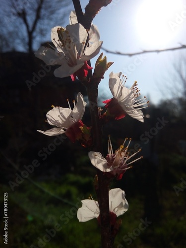 blossom in spring