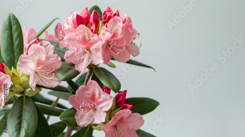 Rhododendron flowers in pink blossom with nature-inspired floral spring beauty