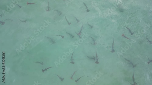 Schooling Hammerhead sharks hunting for prey in the shallow ocean water. Drone view photo