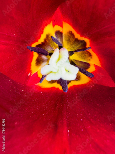 Macro photograph of a tulip from the inside.
The color, the petals, the petiole