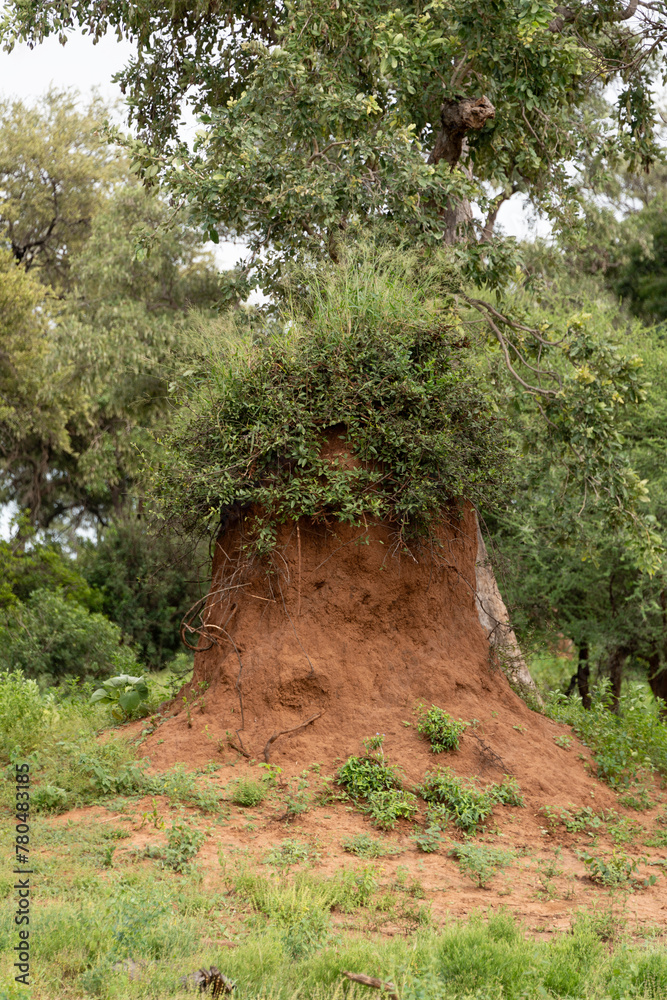 Termitière, Termite, Termitis , Parc national Kruger, Afrique du Sud Termitière, Termite, Termitis , Parc national Kruger, Afrique du Sud