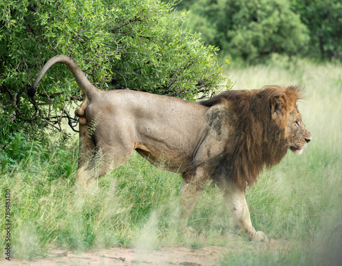 Lion  Panthera leo  Parc national du Kruger  Afrique du Sud