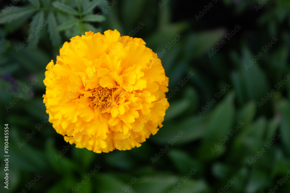 Marigold single flower bright yellow on dark green background. Calendula flower african crackerjack bloom with lush double petals. Summer fall blossom.