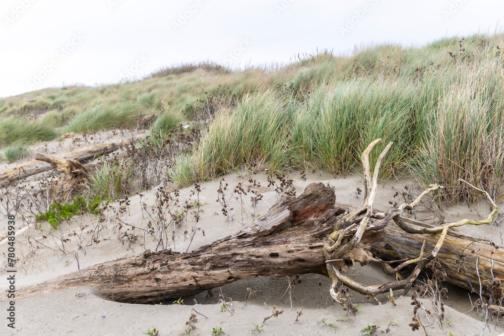 nature reserve beach of island Pellestrina in Venice lagoon (Spiaggia di Ca' Roman)