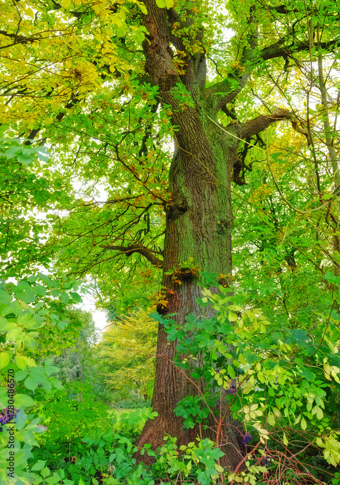 Nature, forest and tree with jungle, landscape and growth for natural climate and ecology. Morning, environment and denmark countryside with green, spring and woods for beauty and peace or calm Nature, forest and tree with jungle, landscape and growth for natural climate and ecology. Morning, environment and denmark countryside with green, spring and woods for beauty and peace or calm