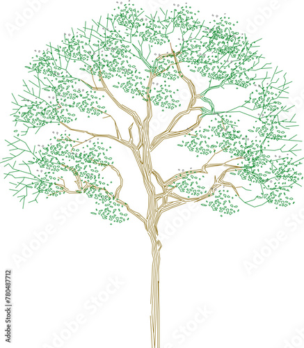 Vector sketch illustration of a tree plant design, front view and top view for completeness of the image