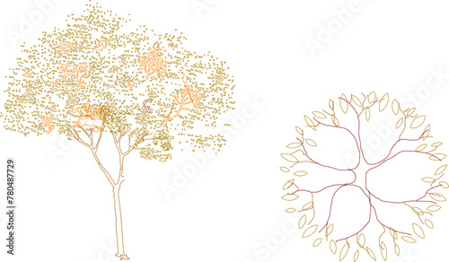 Vector sketch illustration of a tree plant design, front view and top view for completeness of the image