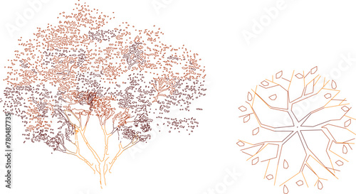 Vector sketch illustration of a tree plant design, front view and top view for completeness of the image